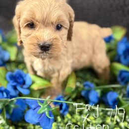 Fay apricot boy - Golden male Cockapoo puppy in Haines City, Florida from Camic Cockapoos