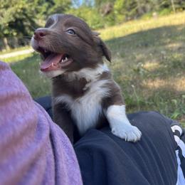 Border Collie Puppies from Athena’s Collies