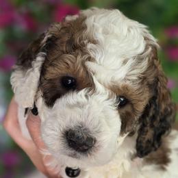 Black Collar - Brown and white male Bernedoodle puppy in Vernon, Texas from Sugarland's Texas Goldendoodles