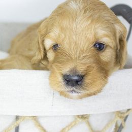 Goldendoodles and Golden Retrievers from Golden Heaven Puppies