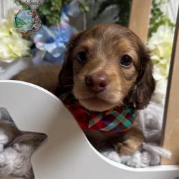 Bourbon - Cream male Dachshund puppy in Fayetteville, West Virginia from Loop Creek Dachshunds