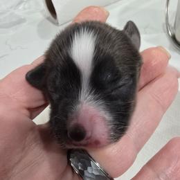 Poppy - White and red female Papillon puppy in Hollister, Missouri from Swan Creek Kennel