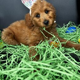 Glaze - Red  male Goldendoodle puppy in Lake City, Florida from North Florida Poodles and Doodles