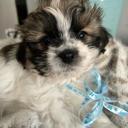 Tubby - Chocolate and tan male Shih Tzu puppy in Slocomb, Alabama from Steps Preppy Pups