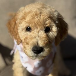 Girl 3 - Cream female Goldendoodle puppy in Oklahoma from Wilson Family Doodles LLC