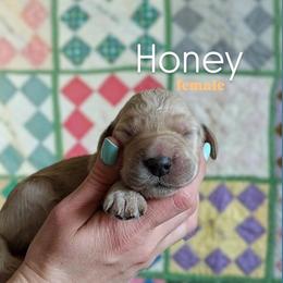 Honey - Apricot female Goldendoodle puppy in Ringgold, Georgia from Re Family Doodles
