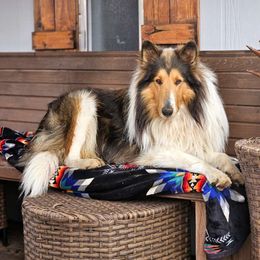Collie Puppies from Lakeside Collies