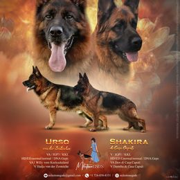 German Shepherd puppies from Milestone GSDs