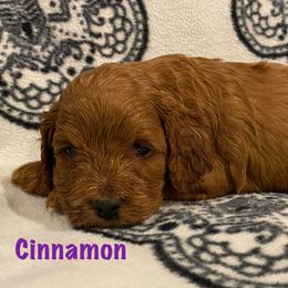 Cockapoo Puppies from Coco's Cocopuffs