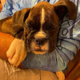 Boxer Puppies from Boone’s Boxers of North Carolina