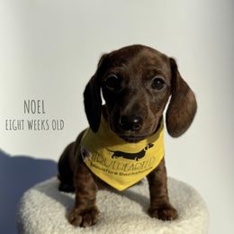 Noel - Brindle female Dachshund puppy in Royse City, Texas from Truehearted Miniature Dachshunds