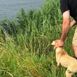 French Brittany and Labrador Retriever Puppies from Mackinaw Valley Gun Dogs