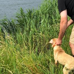 French Brittany and Labrador Retriever Puppies from Mackinaw Valley Gun Dogs