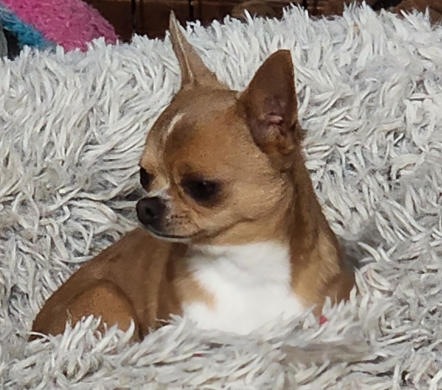 TIMMY - Chihuahua