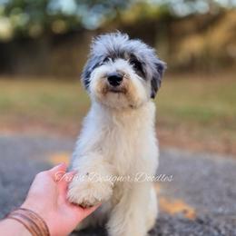Estelle - Blue merle female Aussiedoodle puppy in Centreville, Mississippi from Trin's Designer Doodles