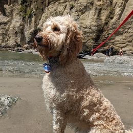 Shelby - Australian Labradoodle