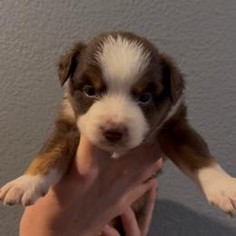 Toby - Red tri male Miniature Australian Shepherd puppy in North Lakeport, California from Wild Rose Ranch