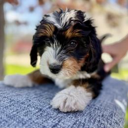 Sterling - Silver Collar Pup - Tri-color female Bernedoodle puppy in Highland, Utah from Angel Pups Deluxe