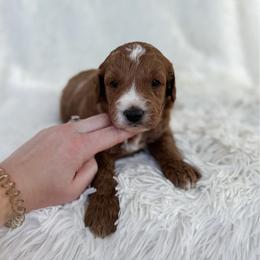 Cameron - Apricot male Goldendoodle puppy in Reeds Spring, Missouri from As Good As Goldendoodles and more