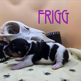 Frigg - White black and tan female Rat Terrier puppy in Lynn, Alabama from Cryptic Rat Terriers