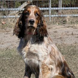 Angel - Tri-Roan female English Springer Spaniel puppy in Florida from Thunderbird Springers