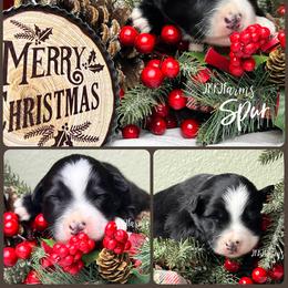 (1) Spur - Black tri male Miniature Australian Shepherd puppy in Huntington, Texas from JKKJ Farms