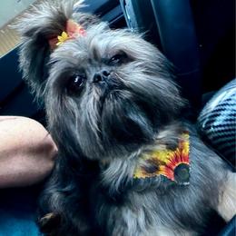 Mia - Shih Tzu