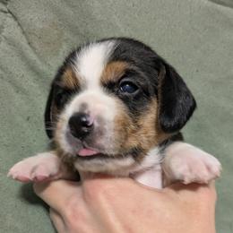 Orange Collar Girl - Black tan and white female Beagle puppy in High Point, Ohio from Copper Sky Beagles