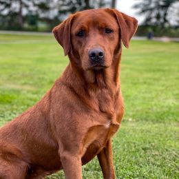 Wigeon - Labrador Retriever