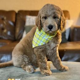 Eggnog (Yellow Collar) - Apricot male Goldendoodle puppy in Bay City, Texas from Charming Doods