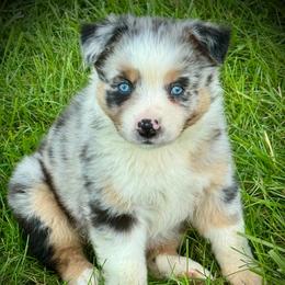 Thyme - Blue merle male Australian Shepherd puppy in El Dorado Springs, Missouri from HP Aussie Kennels