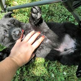 German Shepherd Puppies from Cintron K9