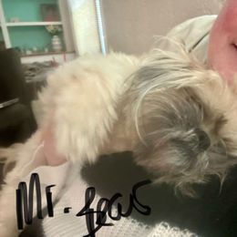 Shih Tzu Puppies from Gogol Family Shih Tzus