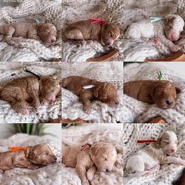 Boy 5 - male Goldendoodle puppy in Corona, California from West Coast Goldendoodles