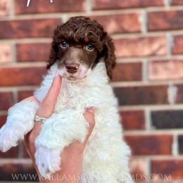 Bernedoodle, Bernese Mountain Dog, Cockapoo, Goldendoodle, and Poodle Puppies from Kallams Bernedoodles & Bernese Mountain Dogs