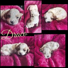 Draco Malfoy - Blenheim male Cavapoo puppy in Battle Lake, Minnesota from Panda Puppies