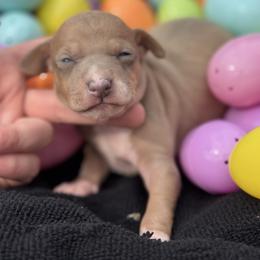 Raffy - Fawn male Italian Greyhound puppy in Wilkes Barre, Pennsylvania from Laraz Pupz