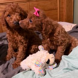 Millie - Apricot female Goldendoodle puppy in Centralia, Missouri from Oodles Of Doodles Mo.