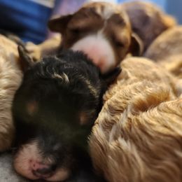 Goldendoodles from Ziggy's Doodles