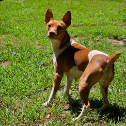 Holly - Rat Terrier