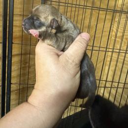 Trip - Sable and white male Teddy Roosevelt Terrier puppy in Cumming, Georgia from Barnett’s Rambling Terriers