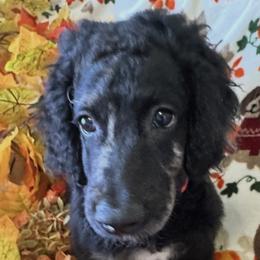 Ivy - Merle female Goldendoodle puppy in Benson, North Carolina from Yvonne❤️Goldendoodles