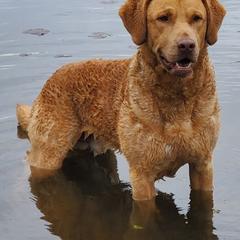 Chesapeake Bay Retrievers from Chesamo Chesapeakes