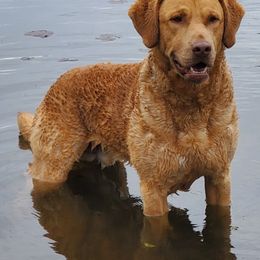 Chesapeake Bay Retrievers from Chesamo Chesapeakes