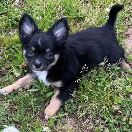 Chewy - Black and white male Chihuahua puppy in Tecumseh, Oklahoma from Callie’s Happy Chihuahuas, Callie’s Happy Treasures LLC