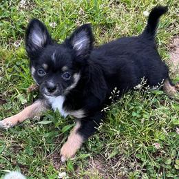 Chewy - Black and white male Chihuahua puppy in Tecumseh, Oklahoma from Callie’s Happy Chihuahuas, Callie’s Happy Treasures LLC