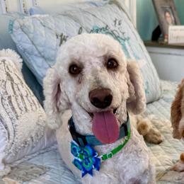 Solomon - Cream male Goldendoodle puppy in Pensacola, Florida from Goldendoodles Love You in Pensacola Friend Edition