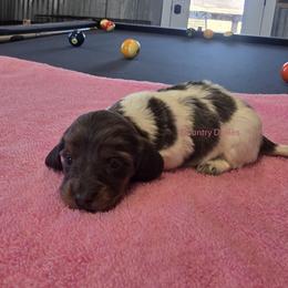 Girl 1 - female Dachshund puppy in Cedar City, Utah from Country Doxies