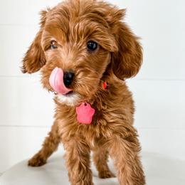 Cavapoo, Cockapoo, and Goldendoodle Puppies from Rocking JH Doodles