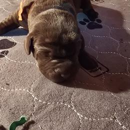 Orange boy - Chocolate male Labrador Retriever puppy in Sioux City, Iowa from Brown Dog Acres